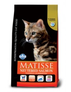 Matisse gatto - neutered...