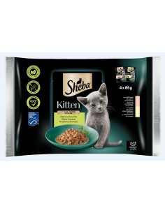 Sheba gatto - Kitten -...