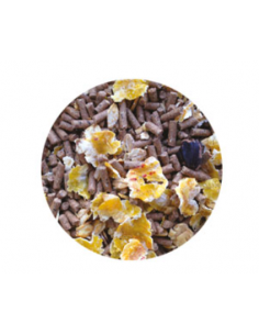 Palio First mantenimento 20...