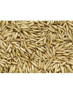 Avena rossa ventilata 25 kg.