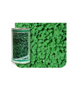 CONTINENTAL SEMENCES -...