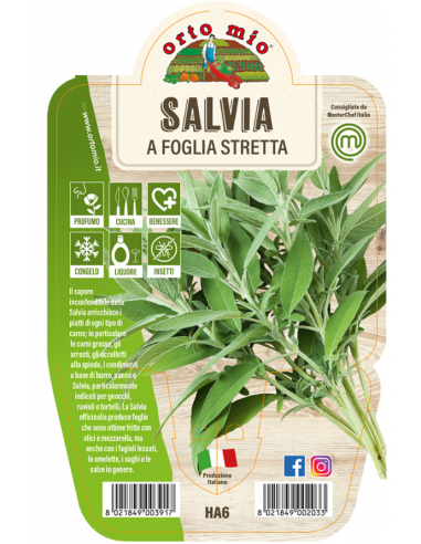 ORTO MIO - LE AROMATICHE - SALVIA  A... ORTO MIO - LE AROMATICHE - SALVIA  A...