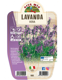 ORTO MIO - LE AROMATICHE -...