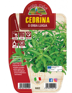 ORTO MIO - LE AROMATICHE -...