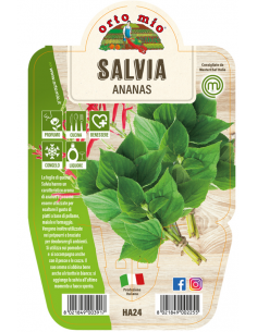 ORTO MIO - LE AROMATICHE -...