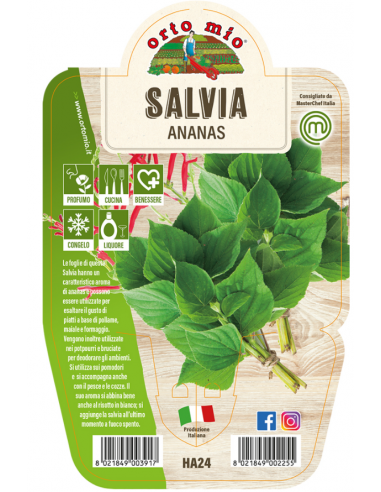 ORTO MIO - LE AROMATICHE - SALVIA... ORTO MIO - LE AROMATICHE - SALVIA...