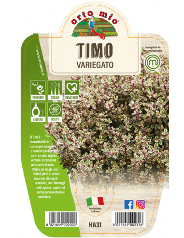 ORTO MIO - LE AROMATICHE - TIMO... ORTO MIO - LE AROMATICHE - TIMO...