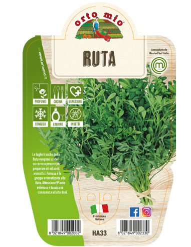 ORTO MIO - LE AROMATICHE - RUTA -... ORTO MIO - LE AROMATICHE - RUTA -...