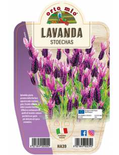 ORTO MIO - LE AROMATICHE -...