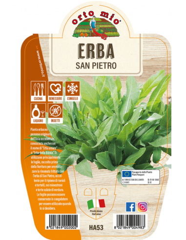 ORTO MIO - LE AROMATICHE - ERBA...