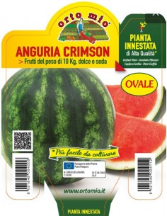 ORTO MIO - PIANTA INNESTATA...