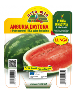 ORTO MIO - PIANTA INNESTATA...