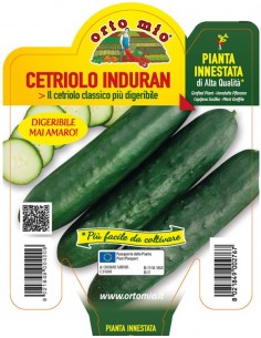 ORTO MIO - PIANTA INNESTATA...