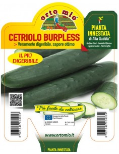 ORTO MIO - PIANTA INNESTATA...