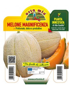 ORTO MIO - PIANTA INNESTATA...