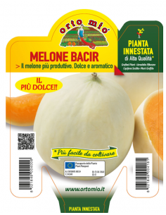 ORTO MIO - PIANTA INNESTATA...