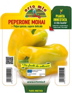 ORTO MIO - PIANTA INNESTATA...