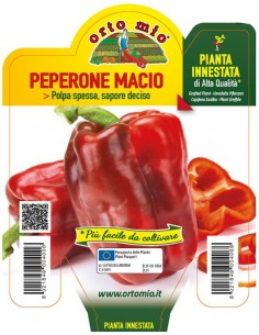 ORTO MIO - PIANTA INNESTATA...