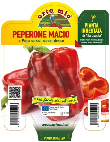 ORTO MIO - PIANTA INNESTATA ALTA... ORTO MIO - PIANTA INNESTATA ALTA...