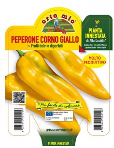 ORTO MIO - PIANTA INNESTATA...