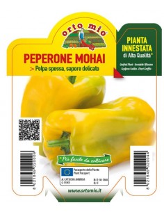 ORTO MIO - PIANTA INNESTATA...