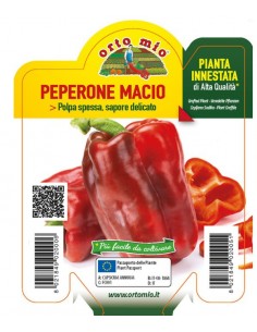 ORTO MIO - PIANTA INNESTATA...