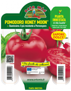 ORTO MIO - PIANTA INNESTATA...