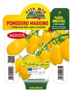 ORTO MIO - PIANTA INNESTATA...