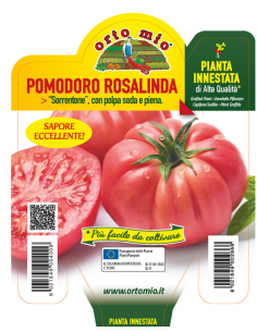 ORTO MIO - PIANTA INNESTATA...