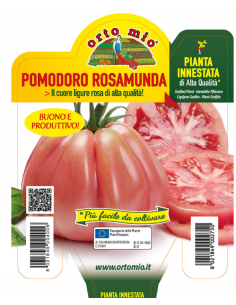 ORTO MIO - PIANTA INNESTATA...