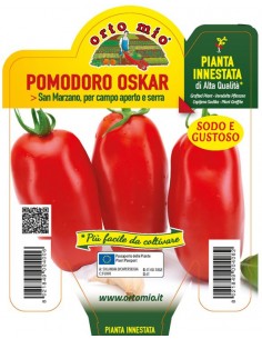 ORTO MIO - PIANTA INNESTATA...