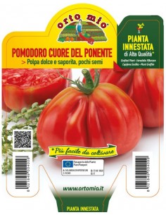 ORTO MIO - PIANTA INNESTATA...