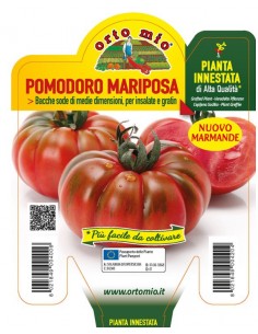 ORTO MIO - PIANTA INNESTATA...