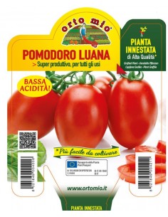 ORTO MIO - PIANTA INNESTATA...