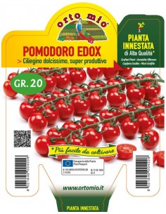 ORTO MIO - PIANTA INNESTATA...