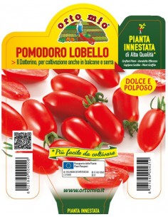 ORTO MIO - PIANTA INNESTATA...