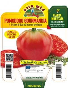 ORTO MIO - PIANTA INNESTATA...