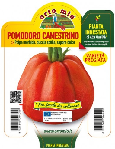 ORTO MIO - PIANTA INNESTATA ALTA... ORTO MIO - PIANTA INNESTATA ALTA...