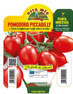 ORTO MIO - PIANTA INNESTATA...