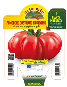 ORTO MIO - PIANTA INNESTATA...