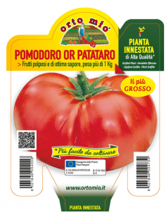 ORTO MIO - PIANTA INNESTATA...