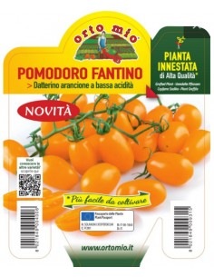 ORTO MIO - PIANTA INNESTATA...