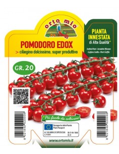 ORTO MIO - PIANTA INNESTATA...