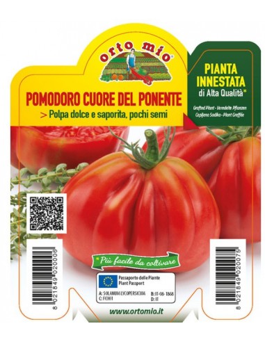 ORTO MIO - PIANTA INNESTATA ALTA... ORTO MIO - PIANTA INNESTATA ALTA...