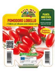 ORTO MIO - PIANTA INNESTATA...