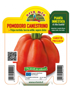 ORTO MIO - PIANTA INNESTATA...