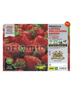 ORTO MIO - PIANTA ALTA...