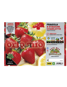 ORTO MIO - PIANTA ALTA...