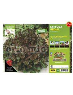 ORTO MIO - PIANTA ALTA...