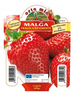 ORTO MIO - PIANTA ALTA...